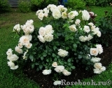 Lions Rose