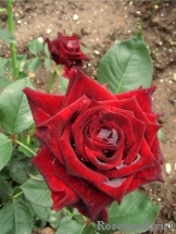 Black Baccara