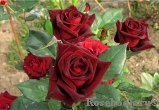 Black Baccara