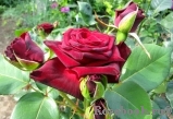 Black Baccara