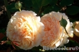 Crown Princess Margareta®