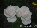 Aspirin Rose