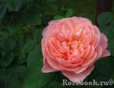 The Alnwick Rose