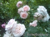 Rossetti Rose