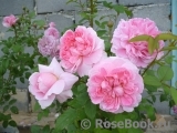 Cottage Rose 