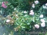 Rossetti Rose