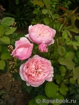 The Alnwick Rose