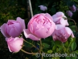 The Alnwick Rose