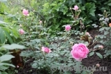 The Alnwick Rose