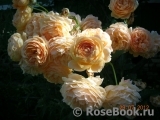 Crown Princess Margareta®