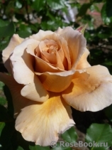 Julia's Rose