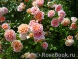 Abraham Darby