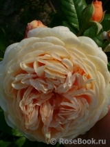 Crown Princess Margareta®