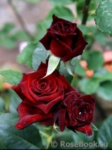 Black Baccara