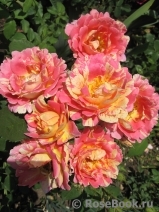 Rose des Cisterciens 