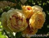 Crown Princess Margareta®