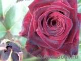 Black Baccara