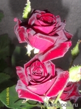 Black Baccara