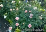 Abraham Darby