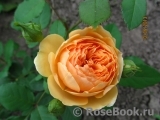 Crown Princess Margareta®