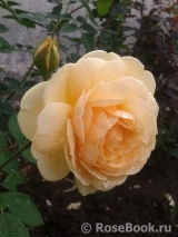 Crown Princess Margareta®