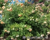 Crown Princess Margareta®