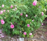 Gertrude Jekyll