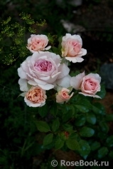 Abraham Darby