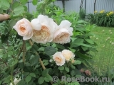 Crocus Rose® 