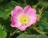 Rosa eglanteria 