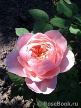 The Alnwick Rose