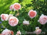 Abraham Darby