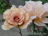 Julia's Rose