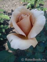 Julia's Rose