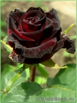 Black Baccara