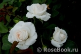 Aspirin Rose