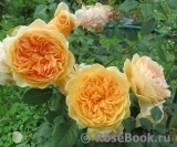 Crown Princess Margareta®