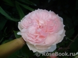 The Wedgwood Rose