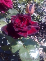 Black Baccara