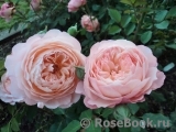 Rose de Gerberoy ®