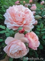 Rose de Gerberoy ®