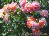 Rose des Cisterciens 