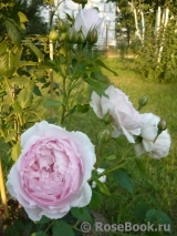 The Wedgwood Rose