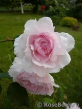 The Wedgwood Rose