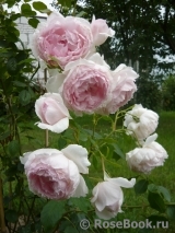 The Wedgwood Rose