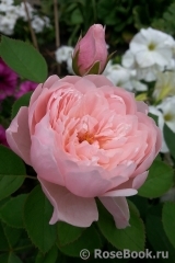 The Alnwick Rose