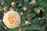 Rose de Gerberoy ®