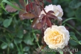 Rose de Gerberoy ®