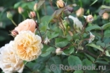 Rose de Gerberoy ®