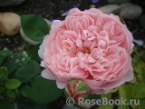 The Alnwick Rose